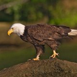 10SB0486 American Bald Eagle